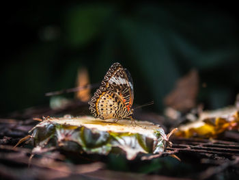 Butterfly on plant