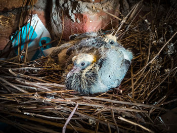 Close-up of birds in nest