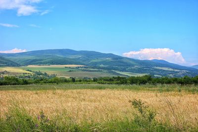 Scenic view of field against sky