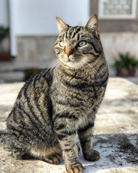 Close-up portrait of tabby cat sitting outdoors