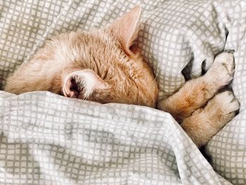 Cat sleeping on bed