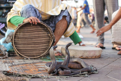 Charmer with basket sitting by snakes on street