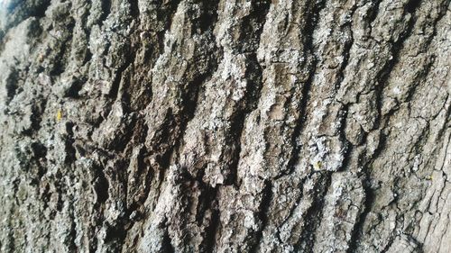 Full frame shot of tree trunk