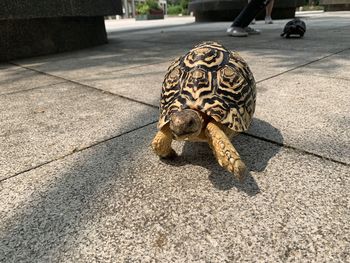 View of zebra walking on road