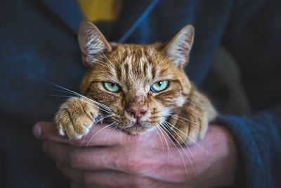 Close-up of hand holding cat