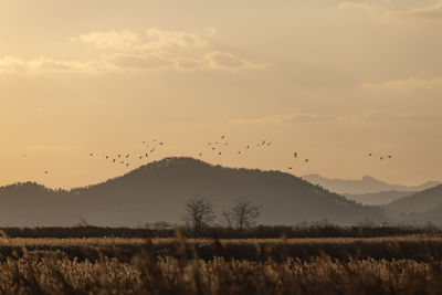 View of birds flying over field against sky