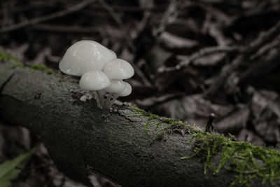 Close-up of mushroom growing on tree trunk