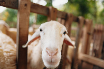 Close-up of goat