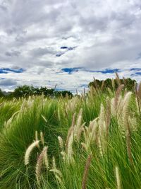 Close-up of wheat growing on field against sky