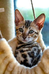 Close-up portrait of tabby cat at home