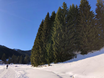 Pine trees on snow covered field against sky