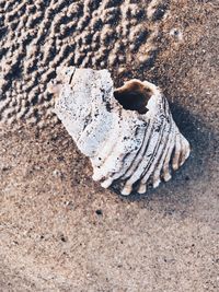 High angle view of crab on sand