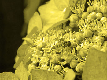 Close-up of yellow flowering plant