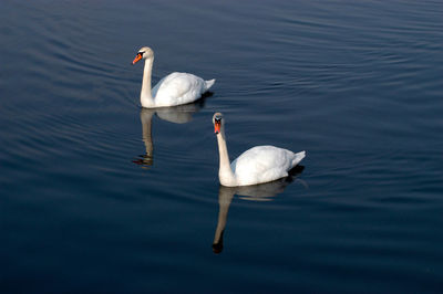 Swans swimming in a river, deep blue water, reflections, sunny day