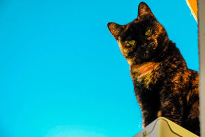 Cat sitting against sky