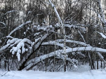 Snow covered trees in forest