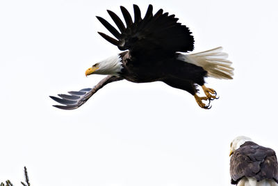 Low angle view of eagle flying against clear sky