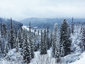 Pine trees on snowcapped mountains against sky