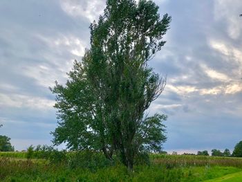 Tree on field against sky