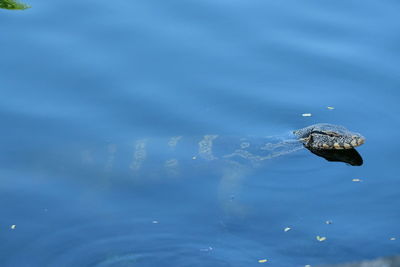 Varanus salvator wild animal in the city he lost way .