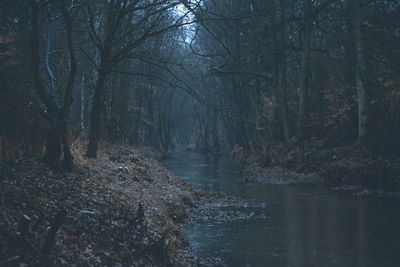 Bare trees by river in forest