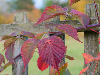 Close-up of autumnal leaves against blurred background