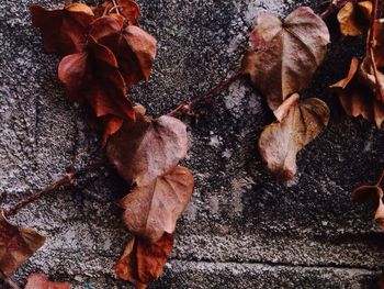 Close-up of dry autumn leaves