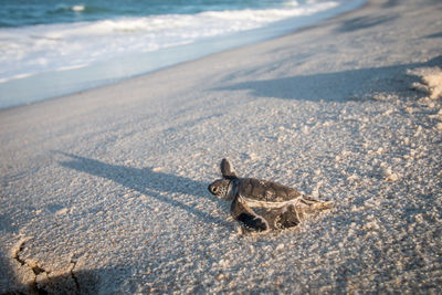 Sea turtle hatchling at beach