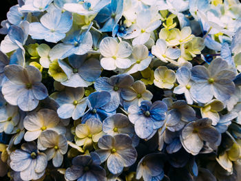 High angle view of purple flowering plants