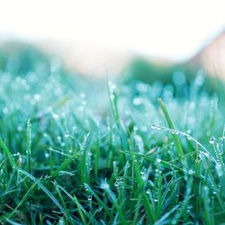 Close-up of grass growing on field