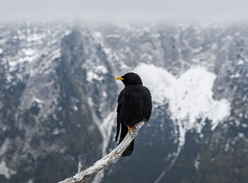 Black bird, an alpine chough perching on branch in mountains in winter