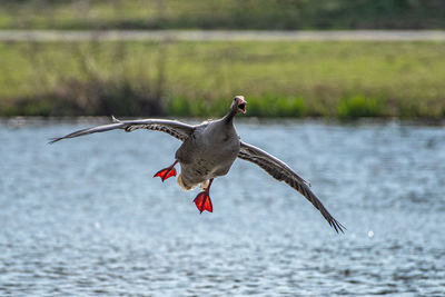 Bird flying over lake