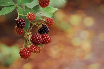 Close-up of red berries growing on tree