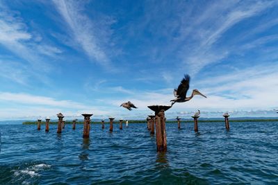 Cormorant flying away from a wooden pole in the sea against the sky