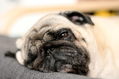 Close-up of a dog resting