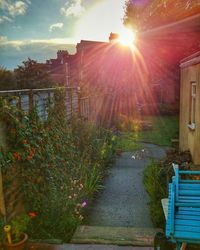 Sun shining through plants in back yard