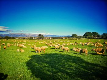 Flock of sheep grazing in field