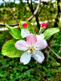 Close-up of pink flowers