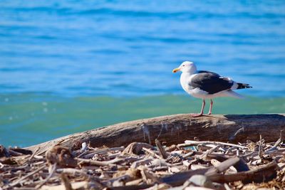 Seagull perching on a rock