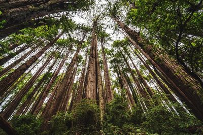 Low angle view of bamboo trees in forest