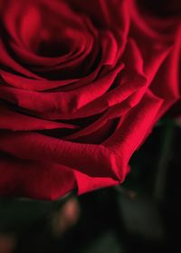 Close-up of red rose