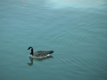 High angle view of duck swimming in lake