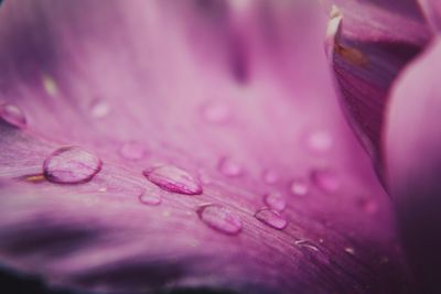 Macro shot of water drops on pink flower