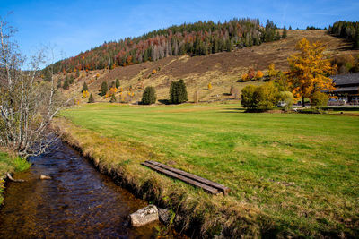 Scenic view of trees on field against sky