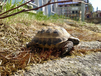 Close-up of turtle on grass