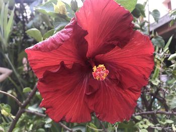 Close-up of red hibiscus flower