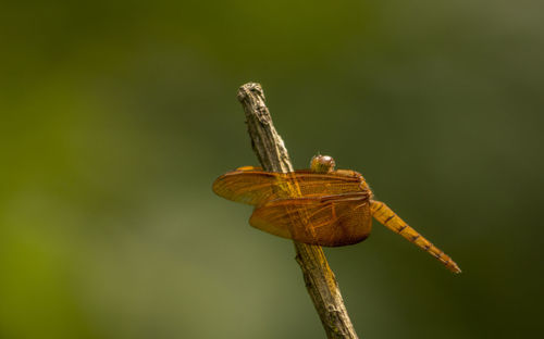 Close-up of moth perching on leaf
