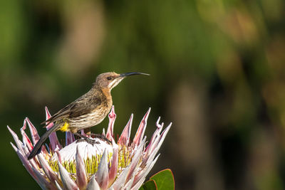 Close-up of sparrow perching on flower