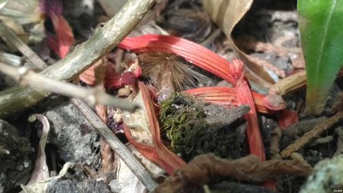 Close-up of crab on plants