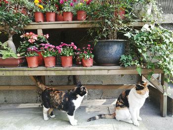 Potted plants in front of cat